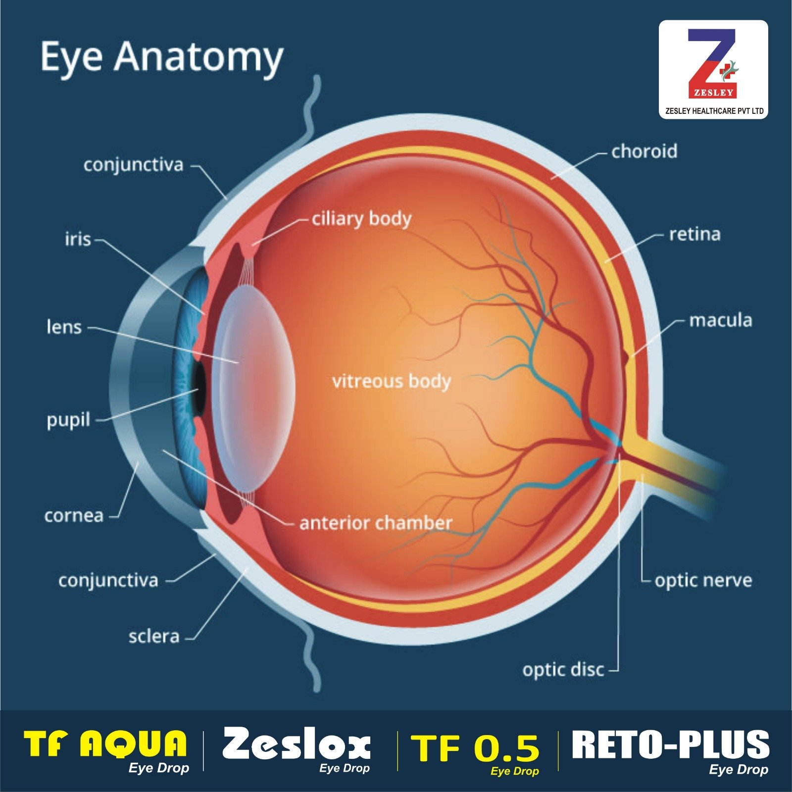 Eye Anatomy